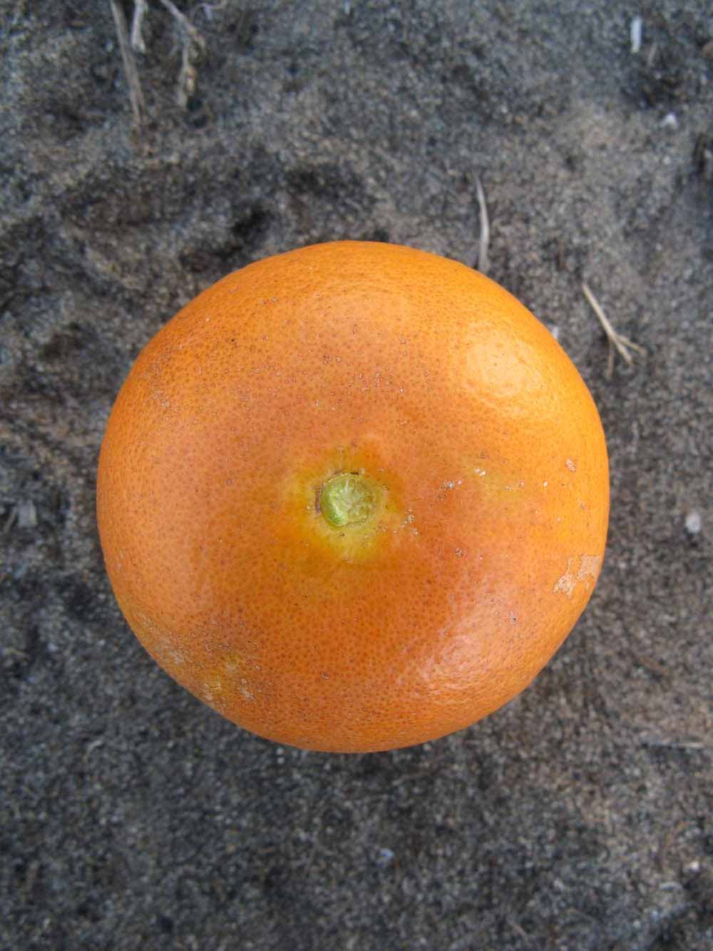              Fruit (Winter Haven, FL)       